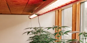 Lampe de culture HPS suspendue au plafond au-dessus de jeunes plants de cannabis en intérieur près d’une fenêtre.