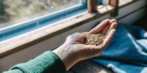 Main tenant des graines de cannabis mûres près d’une fenêtre, éclairées par la lumière naturelle