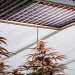 Jeune plant de cannabis en pleine croissance sous toit en verre dans une serre lumineuse