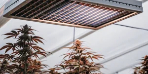Jeune plant de cannabis en pleine croissance sous toit en verre dans une serre lumineuse