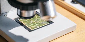 Observation microscopique d’une feuille de cannabis mettant en évidence les tissus végétaux et la morphologie cellulaire.