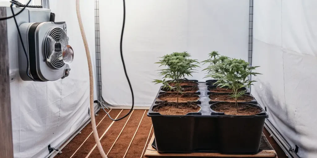 Petite tente de culture indoor avec plants de cannabis en pots, système de ventilation et arrosage contrôlé