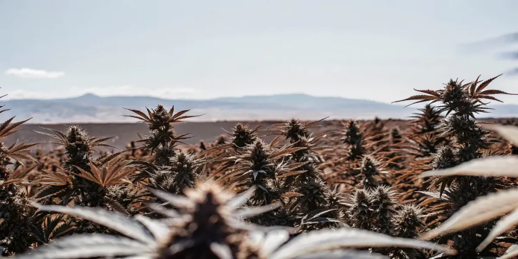 Plantation de cannabis en extérieur en pleine floraison avec des montagnes en arrière-plan sous un ciel dégagé.