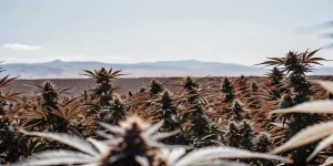 Plantation de cannabis en extérieur en pleine floraison avec des montagnes en arrière-plan sous un ciel dégagé.