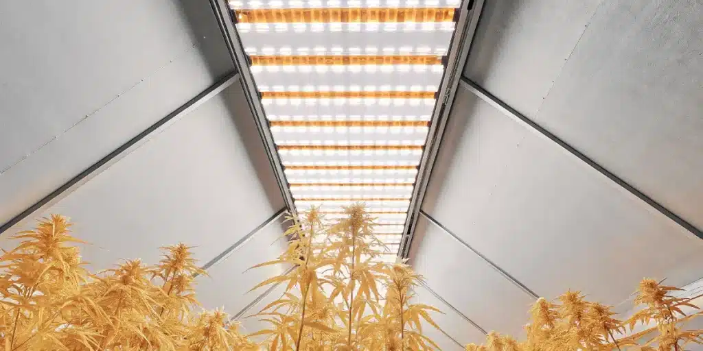 Plantation de cannabis en intérieur sous lampes LED haute intensité avec rangées de plantes en floraison.