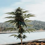Plante de cannabis CBD cultivée en extérieur en pot, exposée à la lumière naturelle.