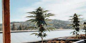 Plante de cannabis CBD cultivée en extérieur en pot, exposée à la lumière naturelle.