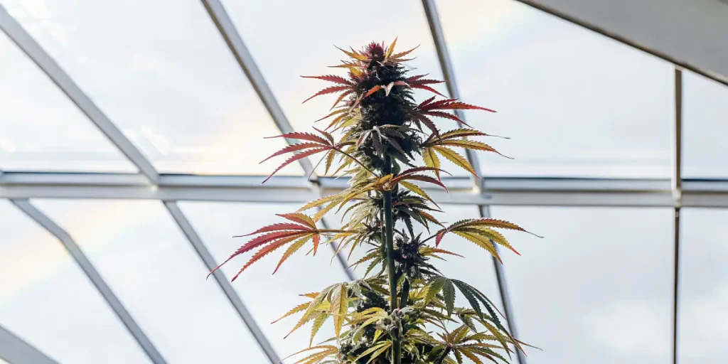 Plante cannabis feuilles rouges serre avec tete sombre et nervures colorees sous verriere.