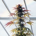 Plante cannabis feuilles rouges serre avec tete sombre et nervures colorees sous verriere.