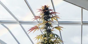 Plante cannabis feuilles rouges serre avec tete sombre et nervures colorees sous verriere.