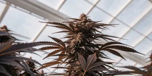 Plante de cannabis en floraison sous verrière de serre avec têtes résineuses visibles
