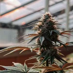 Plante cannabis floraison serre moderne avec gros bourgeon dense sous lumiere naturelle.