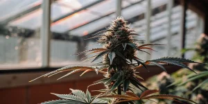 Plante cannabis floraison serre moderne avec gros bourgeon dense sous lumiere naturelle.