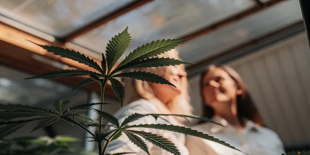 Plante de cannabis en serre avec deux cultivatrices discutant en arrière-plan sous lumière naturelle