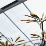 Plante cannabis serre lumiere diffuse avec feuilles fines vert clair sous toit vitré.