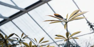 Plante cannabis serre lumiere diffuse avec feuilles fines vert clair sous toit vitré.