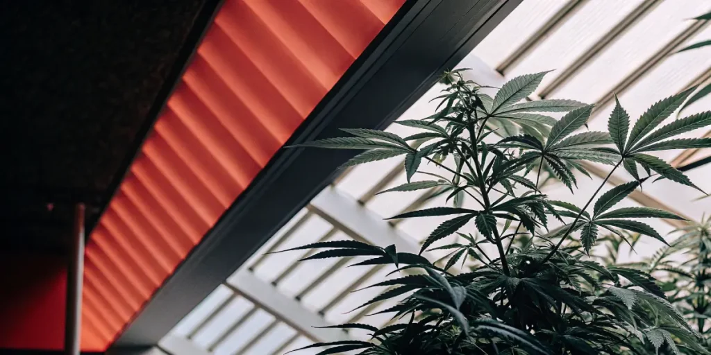 Plante de cannabis cultivée en serre sous éclairage LED rouge, illustrant un environnement de culture intérieur contrôlé avec gestion optimisée de la lumière et de la croissance végétative.