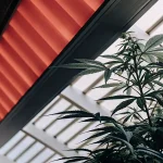 Plante de cannabis cultivée en serre sous éclairage LED rouge, illustrant un environnement de culture intérieur contrôlé avec gestion optimisée de la lumière et de la croissance végétative.