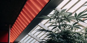Plante de cannabis cultivée en serre sous éclairage LED rouge, illustrant un environnement de culture intérieur contrôlé avec gestion optimisée de la lumière et de la croissance végétative.