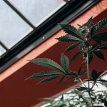 Plante de cannabis en croissance sous une verrière avec structure métallique rouge dans une serre moderne