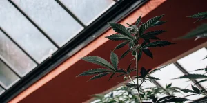 Plante de cannabis en croissance sous une verrière avec structure métallique rouge dans une serre moderne