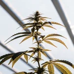 Plante cannabis serre toit verriere avec feuilles fines illuminees par lumiere naturelle.