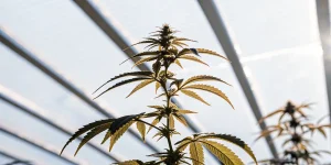 Plante cannabis serre toit verriere avec feuilles fines illuminees par lumiere naturelle.