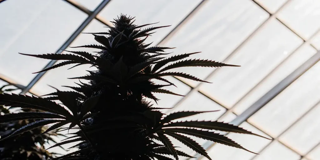 Silhouette d’une plante de cannabis en floraison vue en contre-jour sous le toit vitré d’une serre moderne.