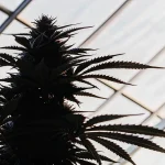 Silhouette d’une plante de cannabis en floraison vue en contre-jour sous le toit vitré d’une serre moderne.