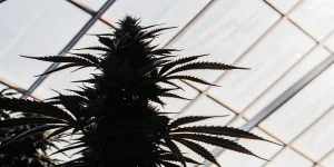 Silhouette d’une plante de cannabis en floraison vue en contre-jour sous le toit vitré d’une serre moderne.