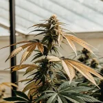 Plante de cannabis en floraison montrant des feuilles jaunissantes et des signes visibles de stress nutritionnel