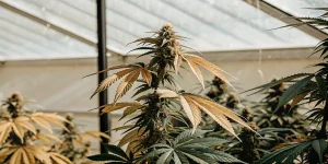 Plante de cannabis en floraison montrant des feuilles jaunissantes et des signes visibles de stress nutritionnel