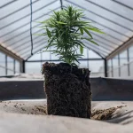 Plante de cannabis en croissance dans une serre moderne, enracinée dans un substrat exposé sous une structure vitrée.