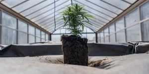 Plante de cannabis en croissance dans une serre moderne, enracinée dans un substrat exposé sous une structure vitrée.