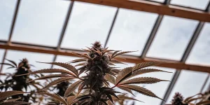 Plante de cannabis en floraison sous serre, montrant des feuilles brunies et des têtes compactes exposées à la lumière naturelle.
