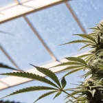 Plante de cannabis en pleine floraison cultivée sous serre, exposée à la lumière naturelle filtrée par une structure en verre.
