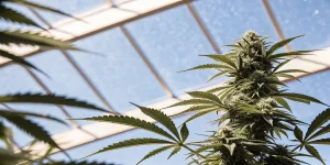 Plante de cannabis en pleine floraison cultivée sous serre, exposée à la lumière naturelle filtrée par une structure en verre.