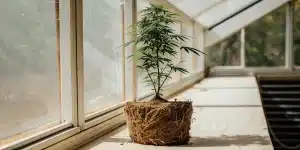 Plante de cannabis cultivée en serre avec motte de racines apparentes posée sur une surface lumineuse.