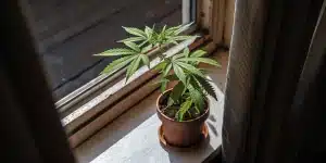 Plante de cannabis verte en pot posée sur un rebord de fenêtre, éclairée par la lumière naturelle entrant par la vitre.