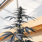 Plante de cannabis cultivée en serre avec un cola central dense et des feuilles bien structurées sous lumière naturelle.