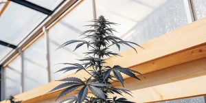 Plante de cannabis cultivée en serre avec un cola central dense et des feuilles bien structurées sous lumière naturelle.