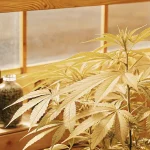 Plante de cannabis cultivée en serre, aux feuilles dorées baignées de lumière naturelle près d’une fenêtre en bois.
