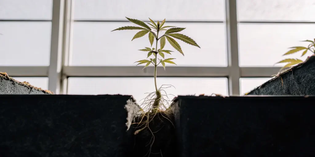 Plante de cannabis jeune avec racines exposées poussant entre deux bacs en culture intérieure sous lumière naturelle.