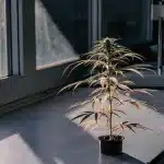 Plante de cannabis en pot montrant des signes de stress physiologique, placée près d’une fenêtre dans un environnement de laboratoire