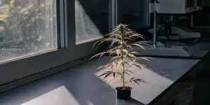 Plante de cannabis en pot montrant des signes de stress physiologique, placée près d’une fenêtre dans un environnement de laboratoire