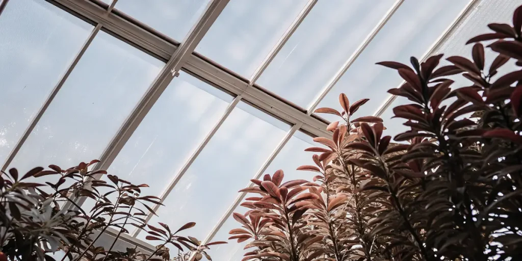 plantes aux feuilles pourpres cultivées dans une serre moderne avec éclairage naturel