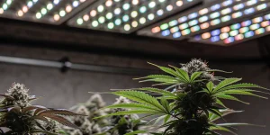 Plantes de cannabis luxuriantes cultivées en intérieur sous des lampes LED à spectre multicolore favorisant la floraison.