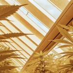 Plantes de cannabis cultivées sous serre avec des feuilles baignées par une lumière jaune naturelle filtrée