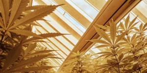 Plantes de cannabis cultivées sous serre avec des feuilles baignées par une lumière jaune naturelle filtrée