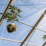 Plantes de cannabis suspendues avec racines aériennes exposées dans une serre, illustrant une culture avancée sans sol.